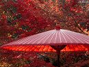 永観堂09 野点傘と紅葉