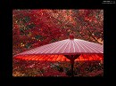 永観堂10 野点傘と紅葉