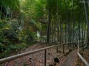 英勝寺 境内の竹林