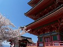 清水寺59　桜と三重塔