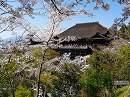 清水寺60　桜と本堂舞台