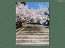 金戒光明寺06　石段と桜