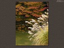 浄瑠璃寺14 紅葉の庭園とススキ