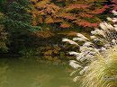 浄瑠璃寺15 紅葉の庭園とススキ