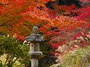 浄瑠璃寺21 紅葉の庭園と石灯籠