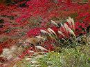 浄瑠璃寺22 紅葉の庭園とススキ