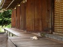 浄瑠璃寺28　本堂と猫