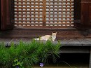 浄瑠璃寺29　本堂と猫