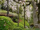城南宮14　室町の庭の枝垂桜