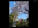 大覚寺09　史跡碑と桜