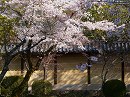 大覚寺10　築地塀と桜