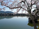 大覚寺16　大沢池と桜