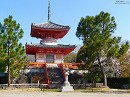 大覚寺19　心経宝塔と桜
