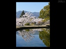大覚寺20　放生池堤と桜