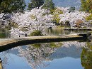 大覚寺21　放生池堤と桜