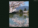 大覚寺23　大沢池の桜