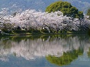 大覚寺24　大沢池の桜
