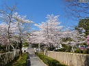 大覚寺27　境内の桜