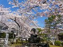 大覚寺29　境内の桜