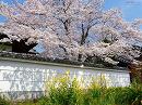 長楽寺01 築地塀と桜