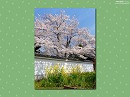 長楽寺02 築地塀と桜