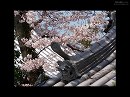 長楽寺06 鬼瓦と桜