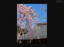 天龍寺14 多宝殿前の枝垂桜