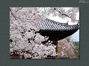道成寺05　護摩堂と桜