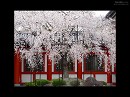 道成寺08　念仏堂前の桜