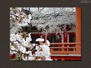 道成寺12　念仏堂前の桜