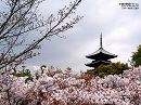仁和寺01 御室桜と五重塔