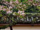 仁和寺24　築地塀と桜