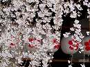 平野神社05 東神門と魁桜