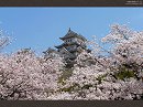 姫路城18 桜と姫路城