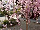 平等院34 浄土院の枝垂桜
