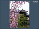 平安神宮02 枝垂桜と泰平閣