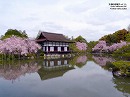 平安神宮05 枝垂桜と尚美館