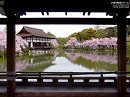 平安神宮06 枝垂桜と尚美館