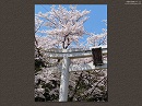 宗忠神社01　鳥居と桜