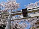宗忠神社02　鳥居と桜