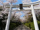宗忠神社03　桜の参道