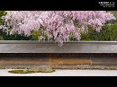 龍安寺06 桜咲く石庭