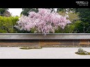 龍安寺07 桜咲く石庭
