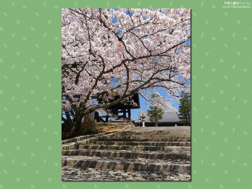 金戒光明寺壁紙07　石段と桜